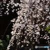 浦和 玉蔵院の桜 06