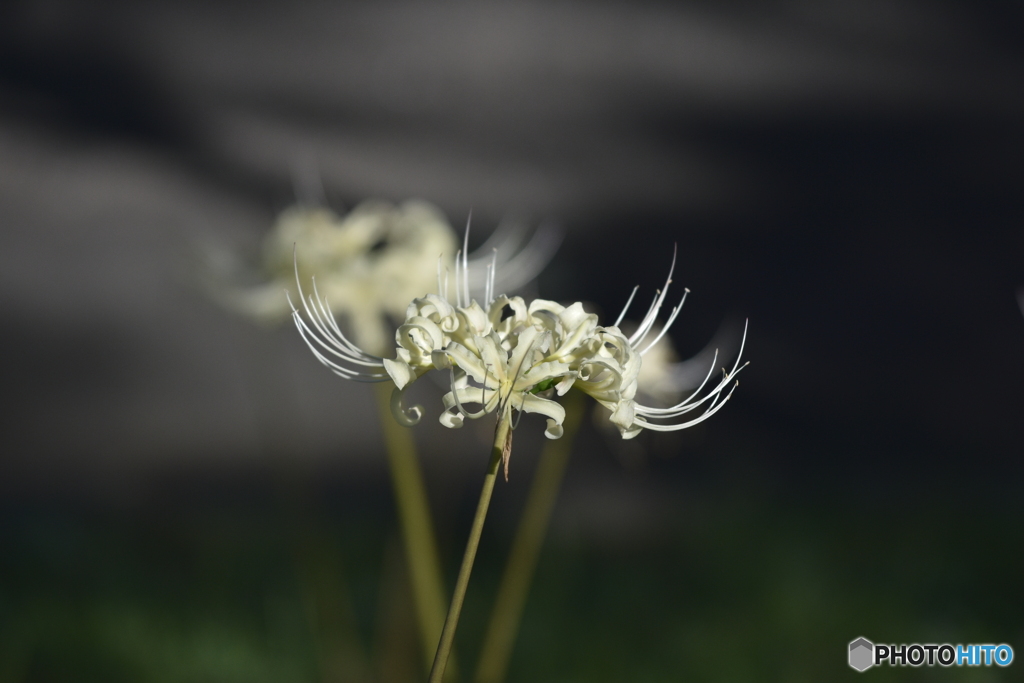 白曼殊沙華_7199