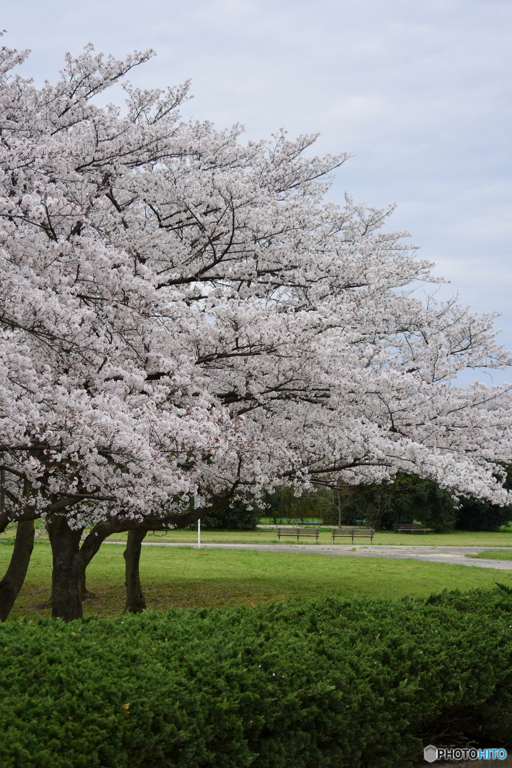 浦和 さくら草公園のソメイヨシノ 09