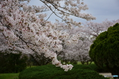 浦和 桜草公園のソメイヨシノ 06