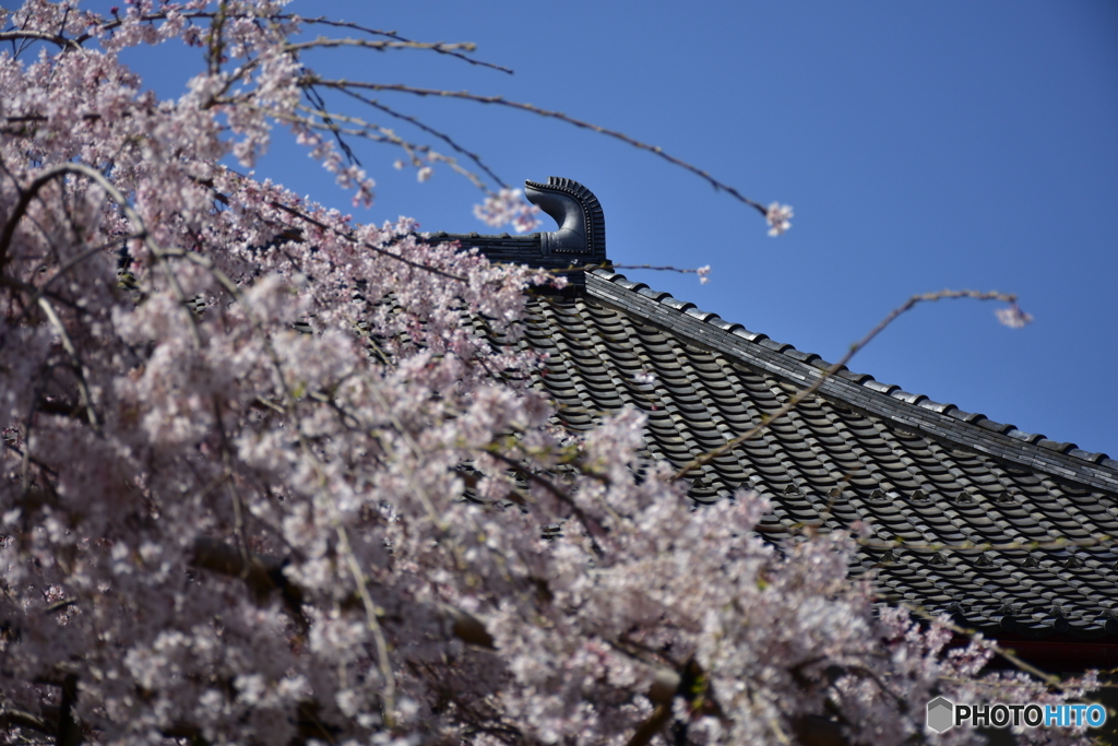 浦和 玉蔵院の桜 08