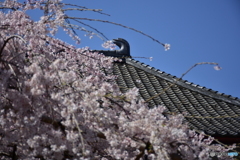 浦和 玉蔵院の桜 08