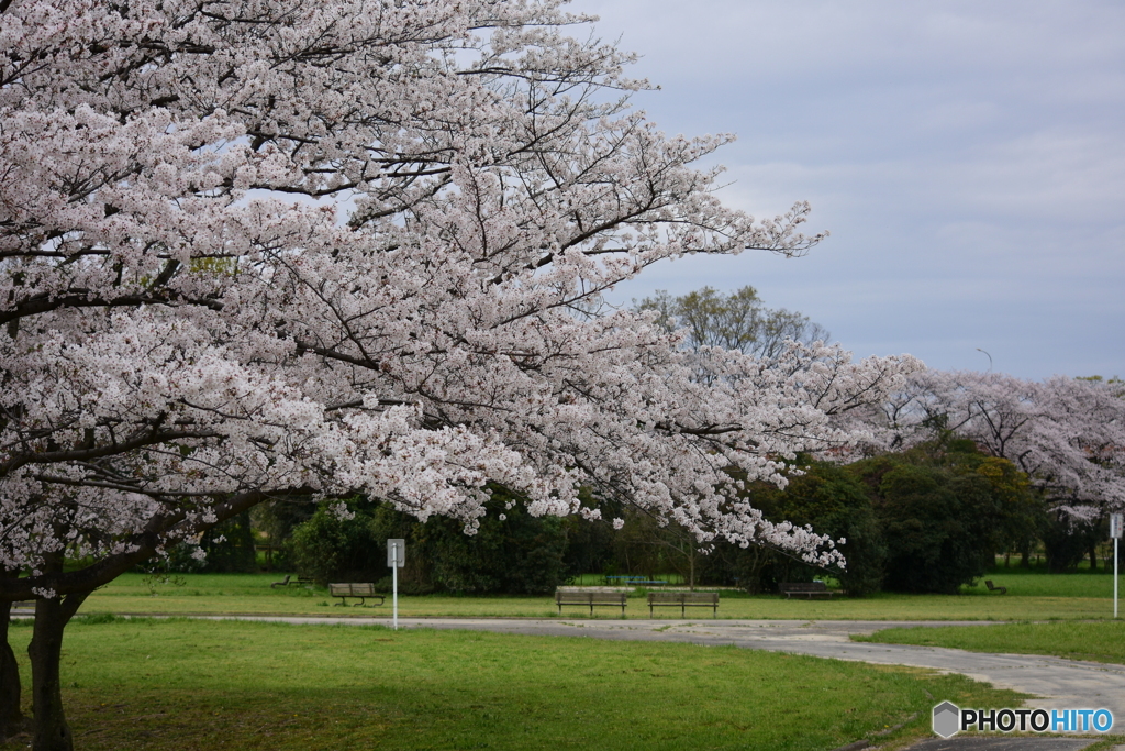 浦和 さくら草公園のソメイヨシノ 10