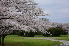 浦和 さくら草公園のソメイヨシノ 10