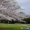 浦和 さくら草公園のソメイヨシノ 10