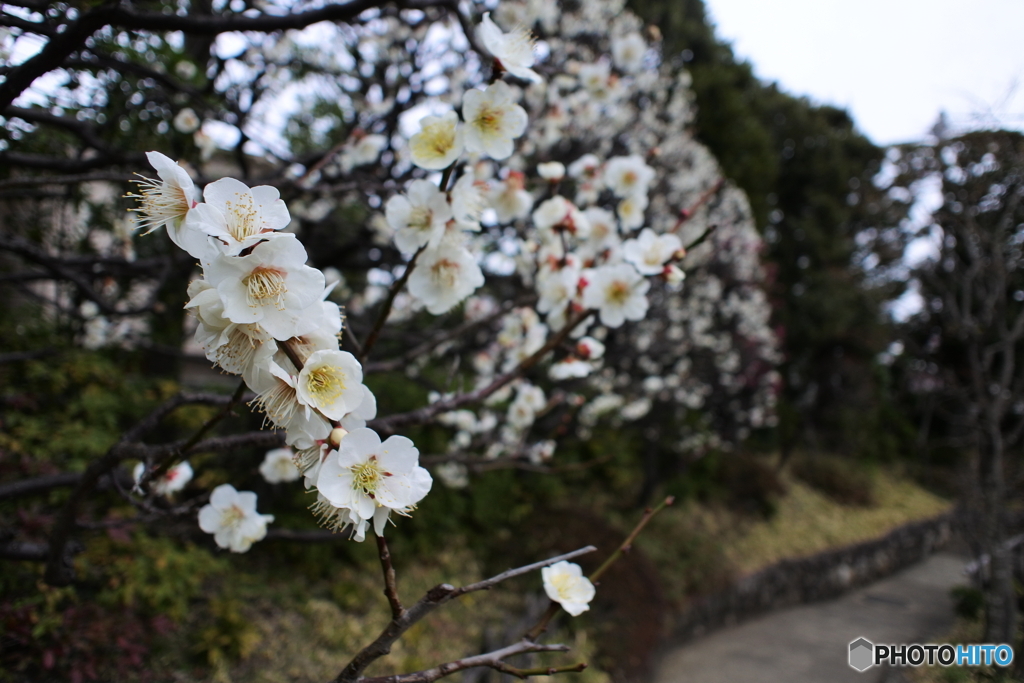 目白庭園の梅