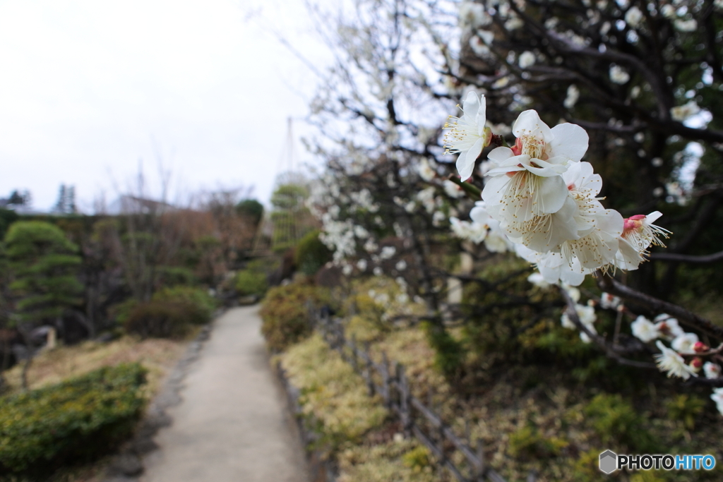目白庭園の梅