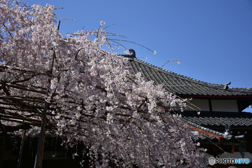 浦和 玉蔵院の桜 09