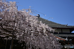 浦和 玉蔵院の桜 09
