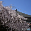 浦和 玉蔵院の桜 09