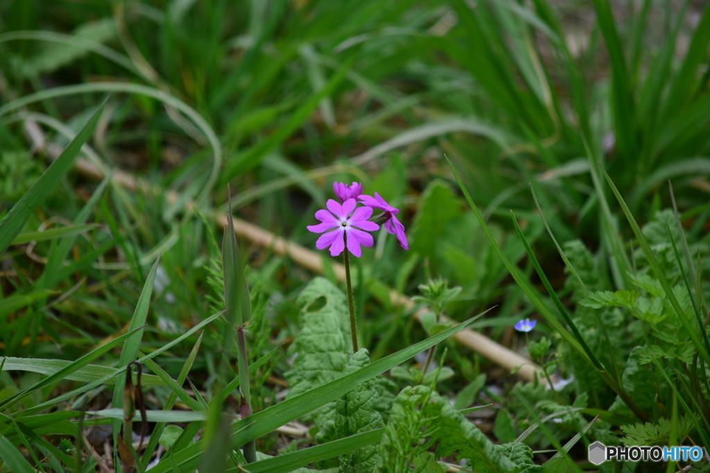 さくら草公園のさくらそう １
