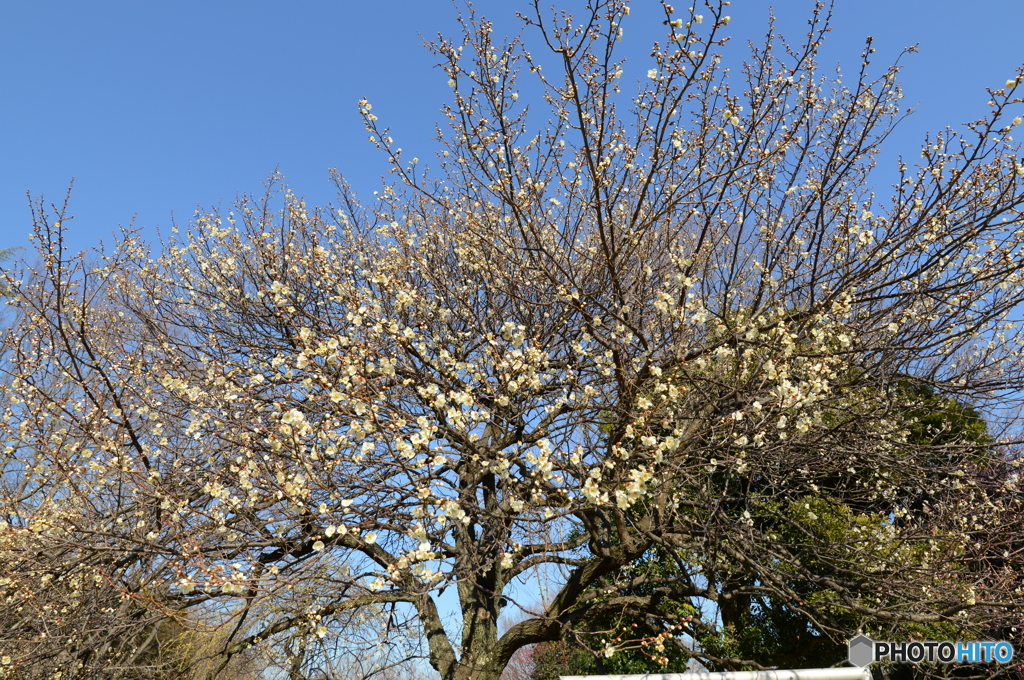 大宮公園の梅