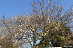 大宮公園の梅