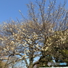 大宮公園の梅