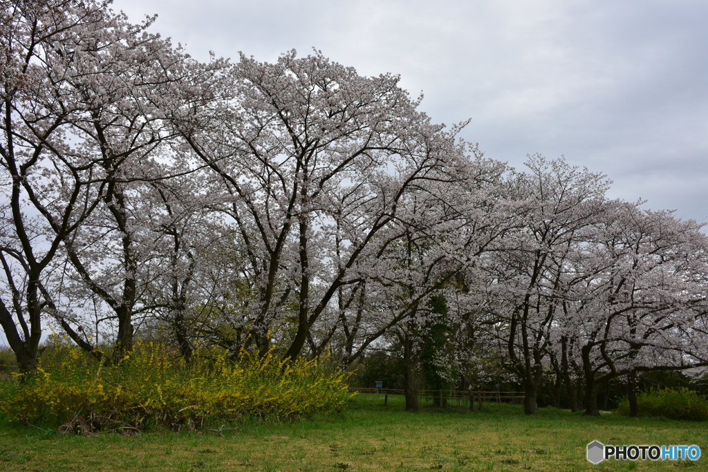 浦和 さくら草公園のソメイヨシノ 03