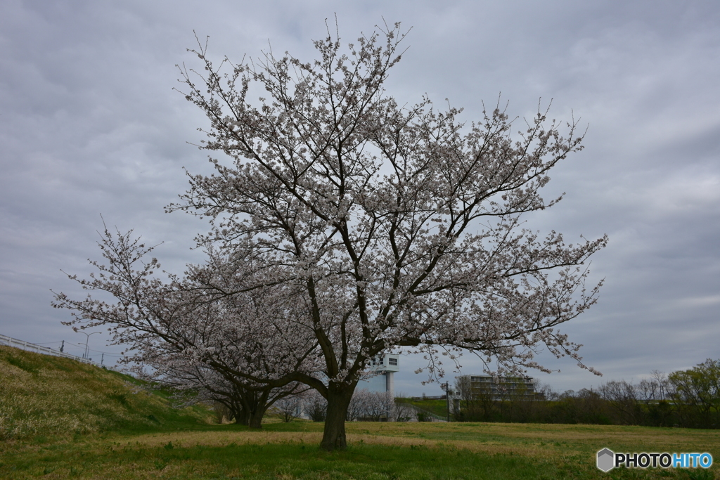 浦和 さくら草公園のソメイヨシノ 01