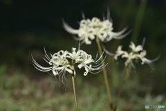 白曼殊沙華_7202