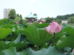 蓮と不忍池弁天堂
