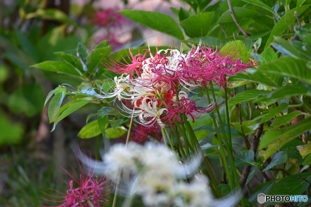 曼殊沙華_7191