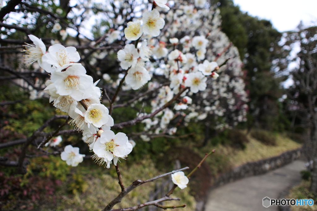 目白庭園の梅