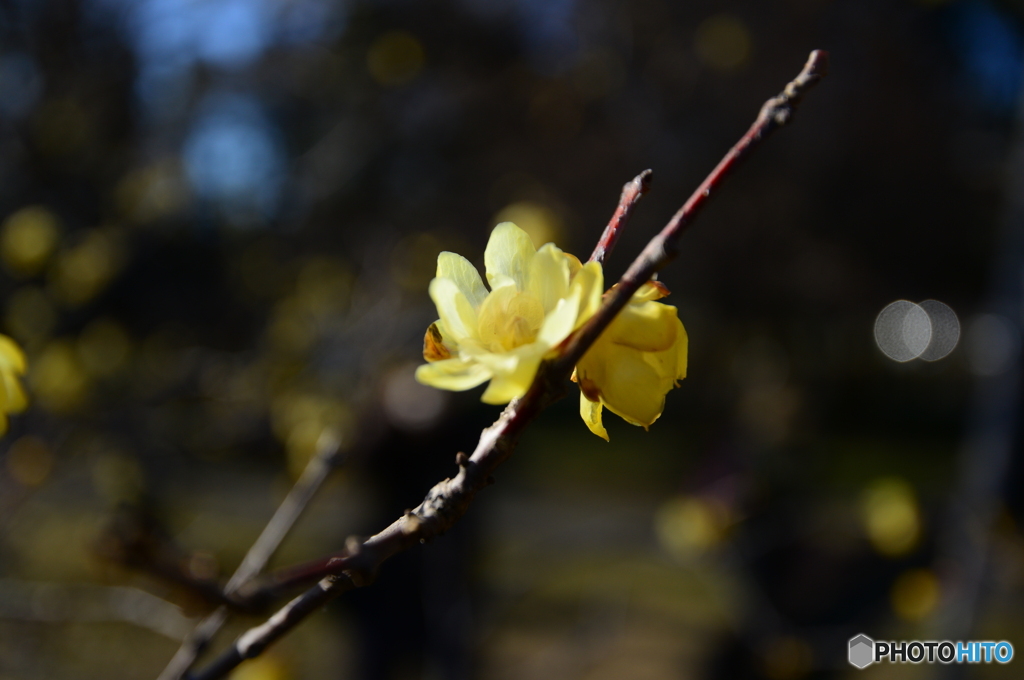 大宮公園の蝋梅