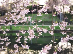 枝垂れ桜