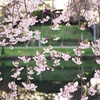 枝垂れ桜
