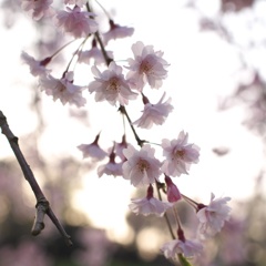 枝垂れ桜