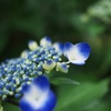 紫陽花
