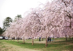 枝垂れ桜