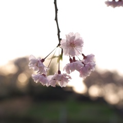 枝垂れ桜