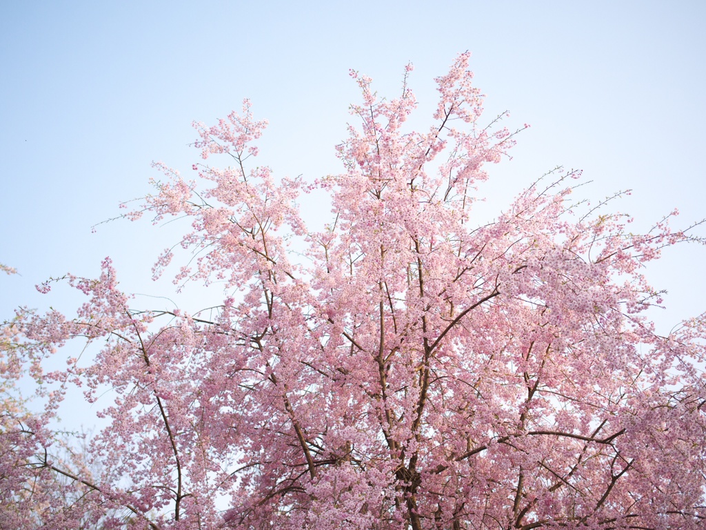 枝垂れ桜