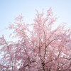 枝垂れ桜