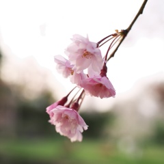 枝垂れ桜