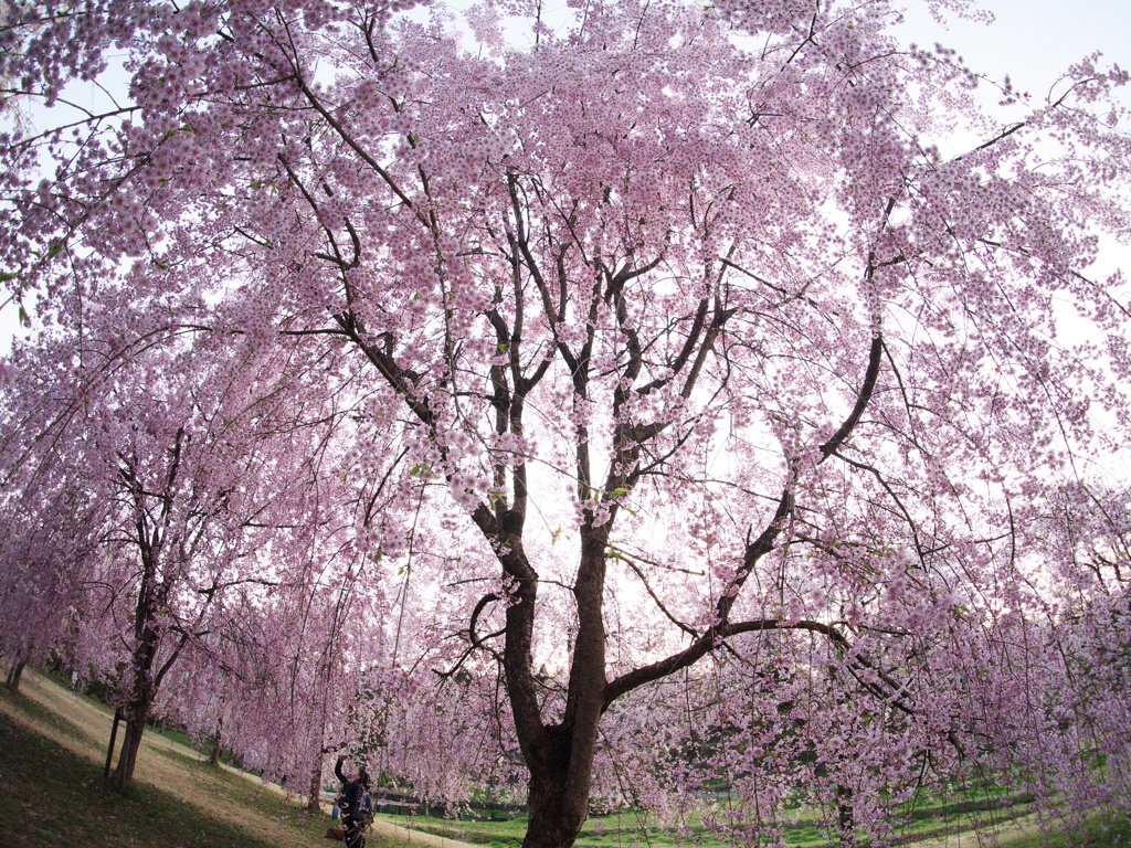 枝垂れ桜