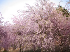 枝垂れ桜