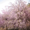 枝垂れ桜