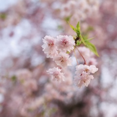 枝垂れ桜