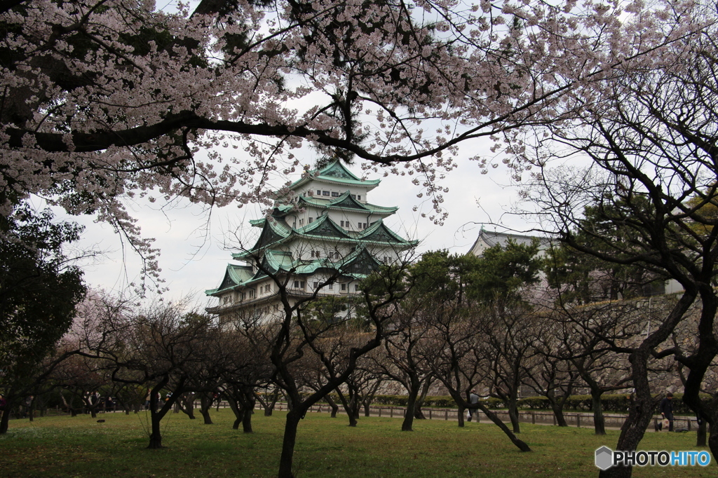 桜雲に包まれて