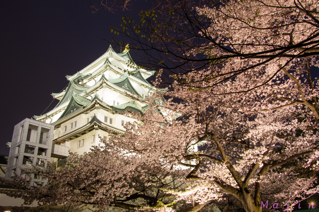 名古屋城　夜桜②