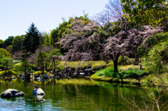 白鳥庭園③