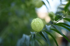 タ◯袋⁉︎