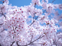 桜3