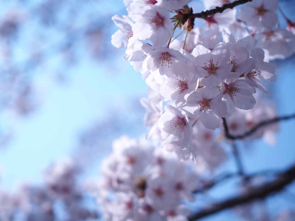 桜一眼デビュー