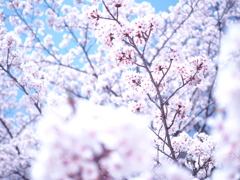 桜1