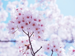 桜4