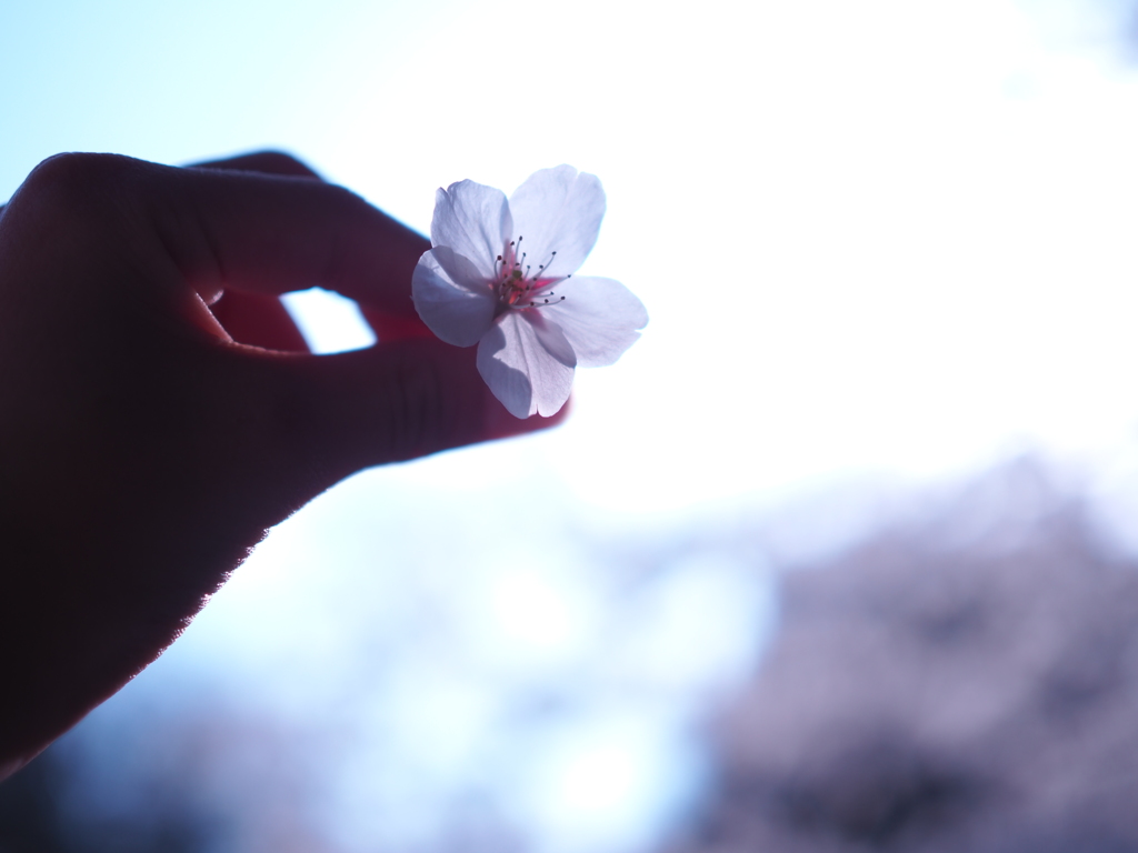 桜一眼デビュー