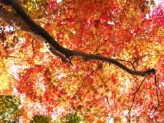 瑞宝寺公園の紅葉１