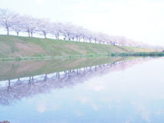 逆桜