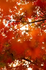 紅い世界